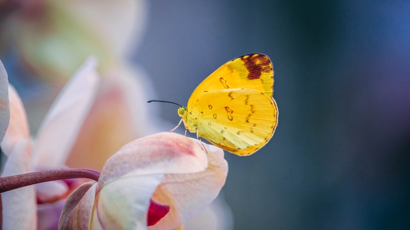 Quelle est la signification du papillon en amour ?